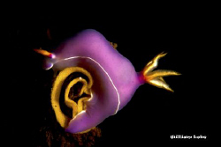 Hypselodoris bullockii laying eggs. Picture shot in Manad... by William Loke 